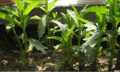 <b>����ع�ʽ������Ҫ��</b>