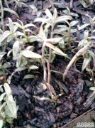 ��Ƥʯ���ڸ������η���