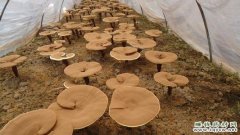 <b>��֥��ֲ����ɫľù��Ԥ��������</b>