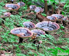 <b>��֥������ֲ֪ʶ</b>