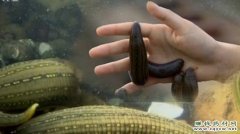 [ÿ��ũ����Ƶ]��԰ʽ����������ֳˮ��