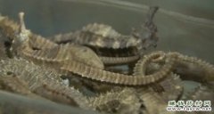 [ÿ��ũ��]ҩ�ö��ﺣ��������ǧԪһ��