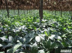 <b>�������ߵ���ֲ����</b>