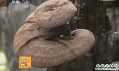 ��֥��ľ���༼����Ƶ