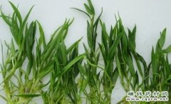 <b>��Ƥʯ����������Ӧץ���߸�����Ĺ���</b>