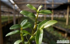 <b>��ͥ��ֲ��Ƥʯ���ķ�ֳ����</b>