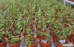 <b>��Ƥʯ��������ֲ����ʮҪ��</b>