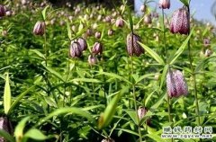 <b>ƽ��ĸ�˹���������ռӹ�����</b>