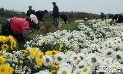 <b>[ũ�����]ҩ��ֲ��������༼����Ƶ</b>