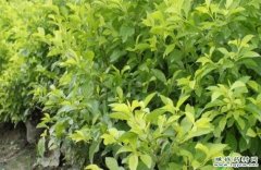 <b>���̹淶����ֳ���༼��Ҫ��</b>