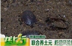 <b>��Ԫ��ֳ��Ƶ����������Ԫ ��ܷ��պ�׬</b>