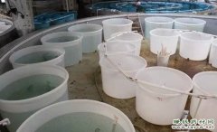 <b>������ֳ�ȱ�����ֳ�����ż���</b>