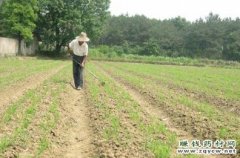 <b>���ز����ֲʱ�估�߲����༼��</b>