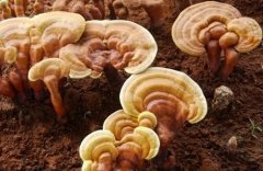 [�Ƽ�Է]���ҩ����ֲ������֥ ���ַ�