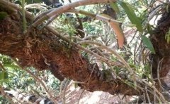 ��Ƥʯ�������������༼��