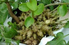 <b>��ҩ�����ߺڰ߲���Բ�߲���η��Σ�</b>