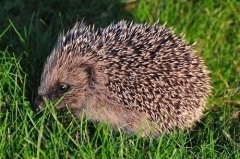 <b>��⬵���ֳ��������Щ��</b>