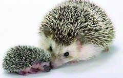 <b>�����ֳ�������</b>