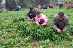 <b>[ũ�����]���ɵ���ֲ����(��Ƶ)</b>