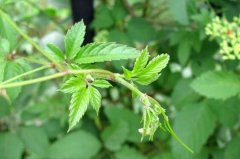 [ÿ��ũ��]ĶЧ��һ��Ԫ��ҩ����ֲ��Ŀ�ʹ���