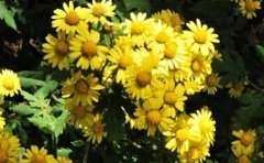 <b>������ҩ�ľջ�����ֲ����Ҫ��</b>