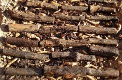 [�Ƽ�Է]������ֲ������ר��ľͷ������