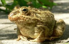 <b>������ֳҩ�ö������Ч���</b>