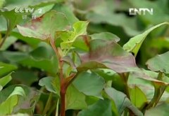 �ӹ�����ֲҩ�����Ȳݾ�׬2800��