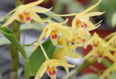 ʯ����ÿ����۸�����ǧ��Ϊũ����ֲ�¸�����Ŀ