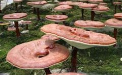 <b>��ֲ��֥����Ԥ�����ɻ���</b>