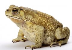 <b>��ܵ���������</b>