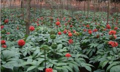 <b>��������Щ�������溦</b>