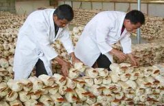 <b>��֥������������¶�ʪ�ȵĿ���</b>