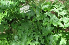 [�Ƽ�Է]������Ǽ�ѿ,��ԫǼ�����ֵ�����