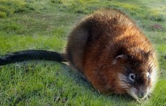 �����е�:�ӱ���������Ӣ��ֳ������׬Ǯ�е�