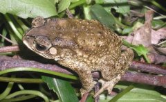 <b>�����Ͷ�ʳɱ���������ֳǰ������</b>