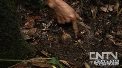 �ų�����ɽ����ֲҩ��������׬Ǯ�Ĺ���