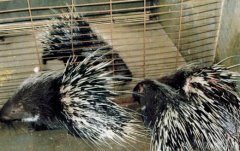 <b>��������ֳǰ������,����������</b>