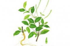 <b>��ţϥ����ֲ�����빦Ч����</b>