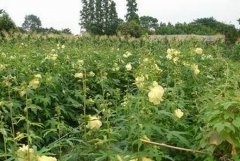 ���鲡�溦���μ���Ҫ��