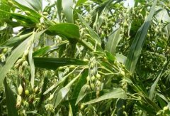 <b>޲�ӵ���ֲ��ӹ�����Ҫ��</b>