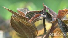 �ֳ������� �ɷ���ҩ���ơ�