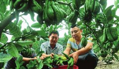 ��ɽ������ҩ�ķ���ÿĶ������19000Ԫ