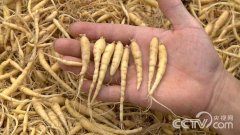 <b>ɽ���Ͳ���������ҩ��̫�Ӳ� ҩ���ơ�������</b>