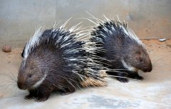 ������ֳ������Ƶ