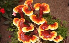 <b>50Ķ���������������ҩ����֥�������</b>