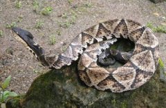 <b>�����¸����������ϳ������Ĳʿ�������׬Ǯ</b>