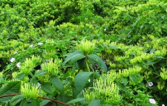 <b>��������ֲ��Ϊũ���¸���ҡǮ��</b>