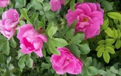 ҩ��õ����ֲ��������ӹ��ķ���