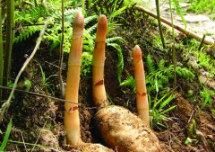 <b>�����Ұ�����༼��Ҫ��</b>